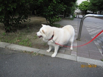 f:id:akamac:20110624170755j:image