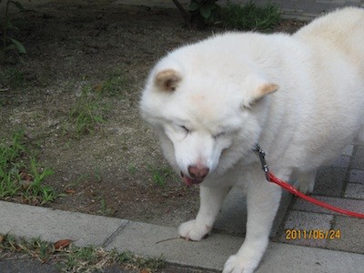 f:id:akamac:20110624170807j:image