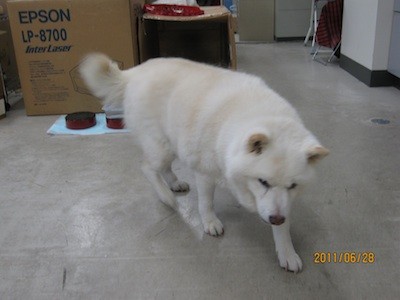 f:id:akamac:20110628162425j:image