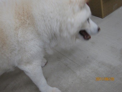 f:id:akamac:20110628162444j:image