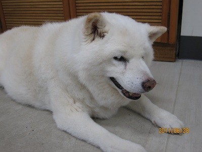 f:id:akamac:20110628162457j:image