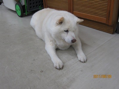 f:id:akamac:20110628162520j:image
