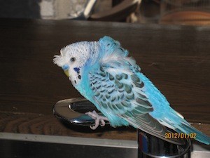 f:id:akamac:20120102123654j:image
