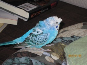 f:id:akamac:20120102140524j:image