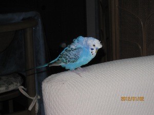 f:id:akamac:20120102180049j:image