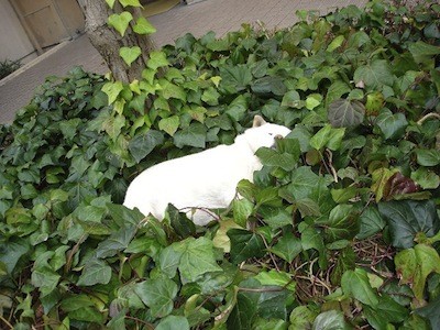 f:id:akamac:20120307224021j:image