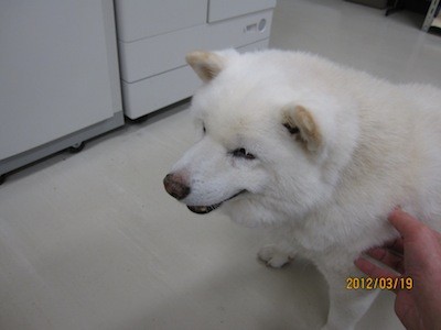 f:id:akamac:20120319173750j:image