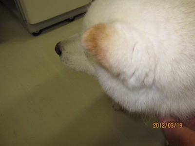 f:id:akamac:20120319173809j:image