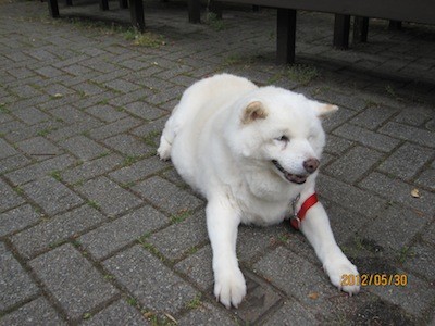 f:id:akamac:20120530152341j:image