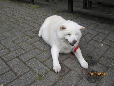 f:id:akamac:20120530152348j:image