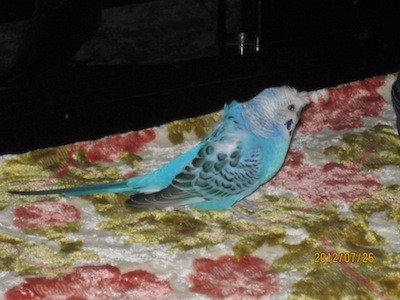 f:id:akamac:20120726204720j:image