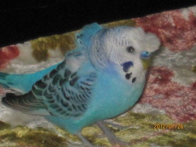 f:id:akamac:20120726204747j:image