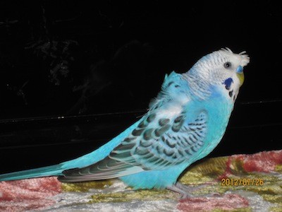 f:id:akamac:20120726205042j:image