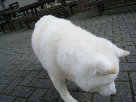 f:id:akamac:20130305151741j:image