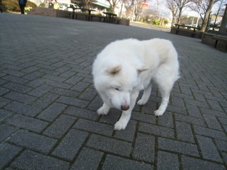 f:id:akamac:20130305151750j:image