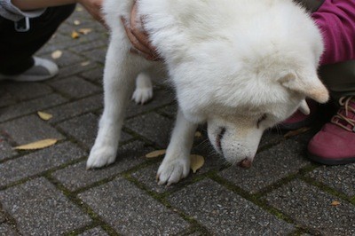 f:id:akamac:20131120223041j:image