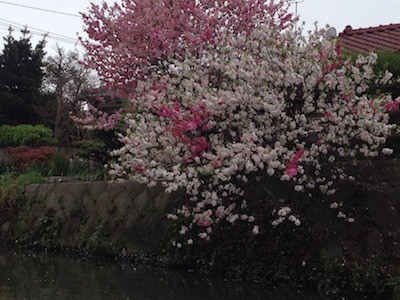 f:id:akamac:20150404131140j:image