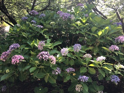 f:id:akamac:20200620150541j:plain f:id:akamac:20200620150541j:plain