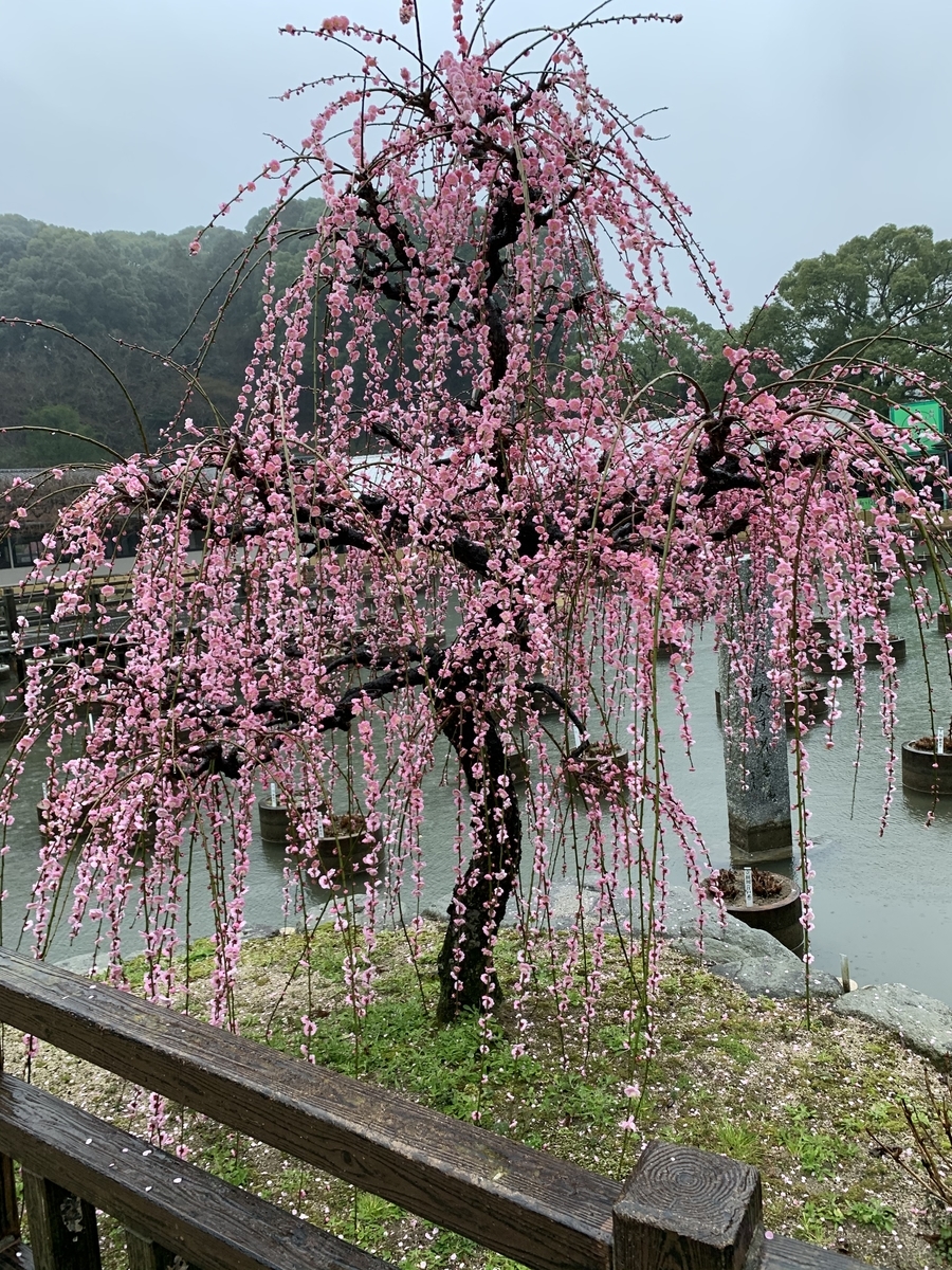 f:id:akamaru0927:20200223143951j:plain f:id:akamaru0927:20200223143951j:plain