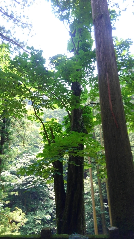 f:id:akane2020:20210123200402j:plain