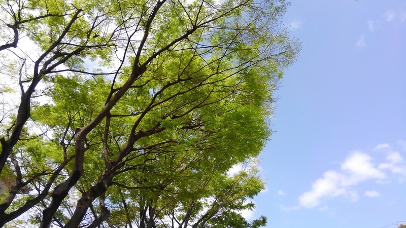 f:id:akane2020:20210404144313j:plain