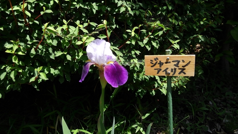 f:id:akane2020:20210503175517j:plain