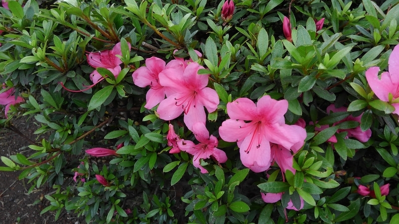 f:id:akane2020:20210516155603j:plain