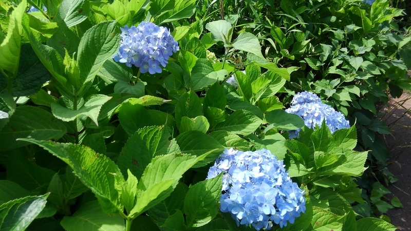 f:id:akane2020:20210523163021j:plain