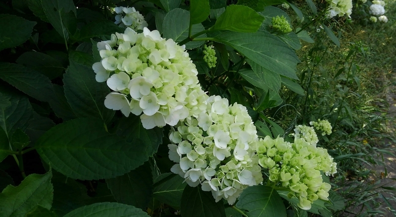 f:id:akane2020:20210523165941j:plain