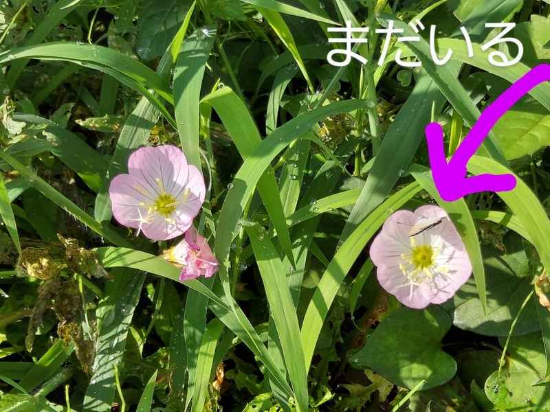 f:id:akane2020:20210731125440j:plain