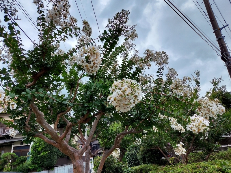 f:id:akane2020:20210812133641j:plain