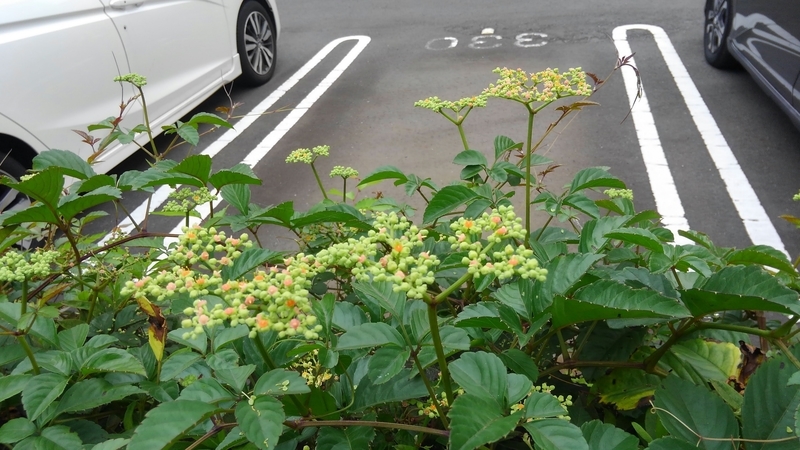 f:id:akane2020:20210904233021j:plain