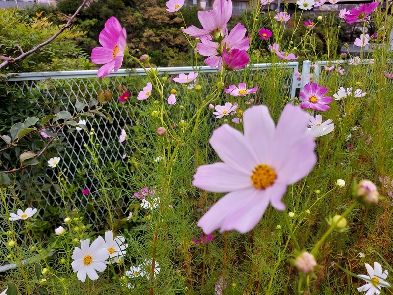 f:id:akane2020:20210926120335j:plain