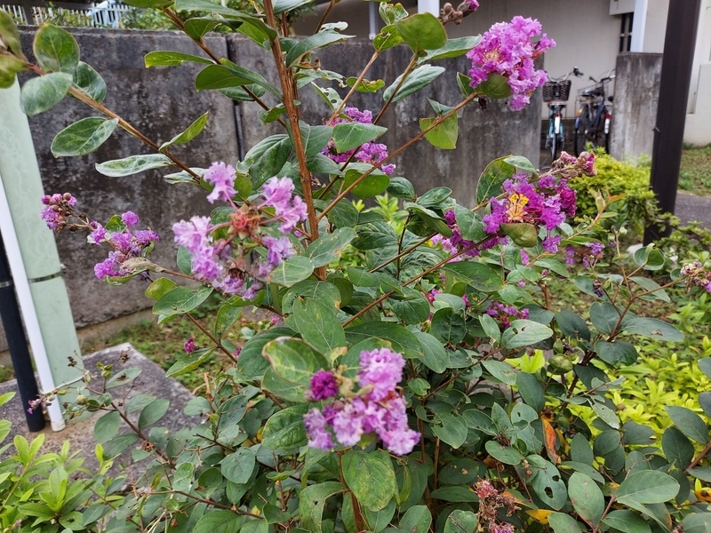 f:id:akane2020:20211017140223j:plain