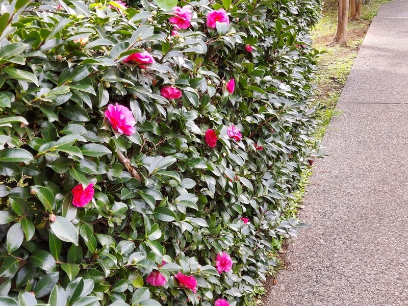 f:id:akane2020:20211107135345j:plain