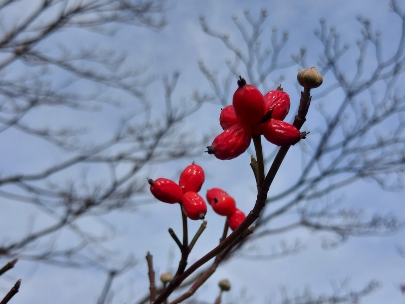 f:id:akane2020:20211107141856j:plain