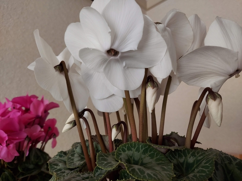 f:id:akane2020:20211123145231j:plain