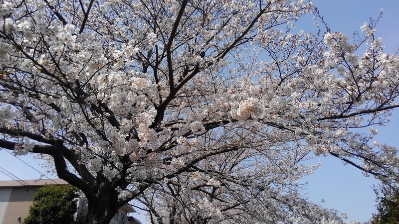 f:id:akane2020:20220213111728j:plain