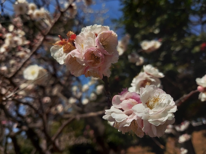 f:id:akane2020:20220305145435j:plain