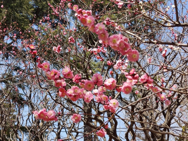 f:id:akane2020:20220305145851j:plain