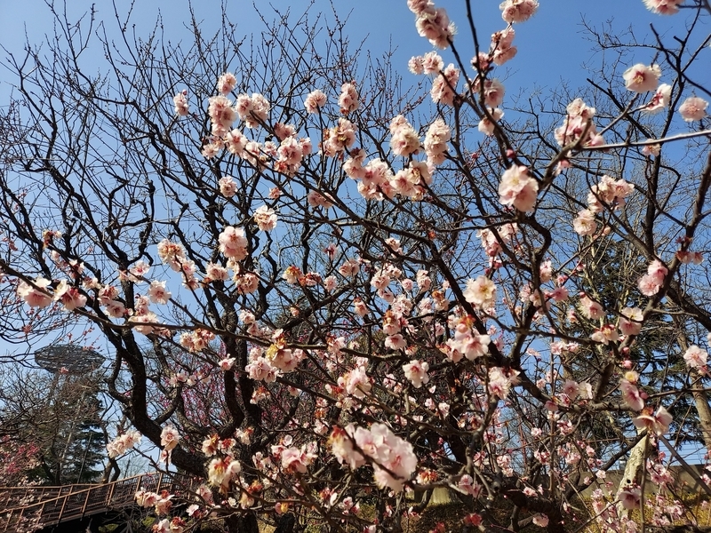 f:id:akane2020:20220305150615j:plain