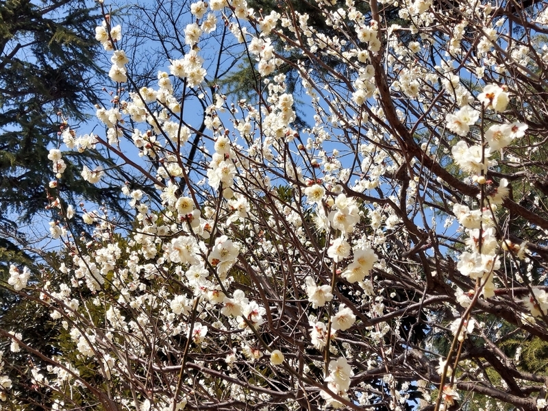 f:id:akane2020:20220305151116j:plain