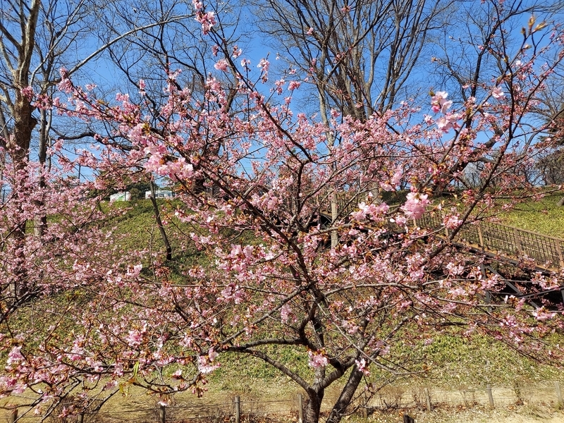 f:id:akane2020:20220305152541j:plain