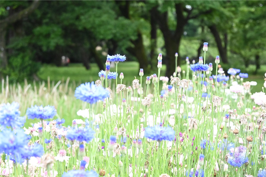 f:id:akane_418:20230522134845j:image