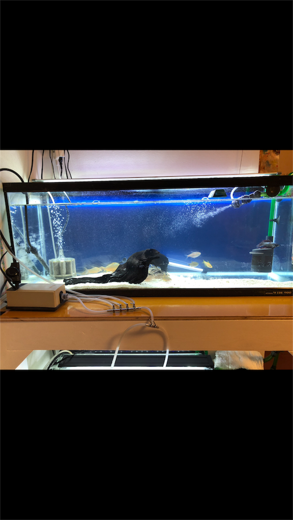 f:id:akanono:20171104074250p:image