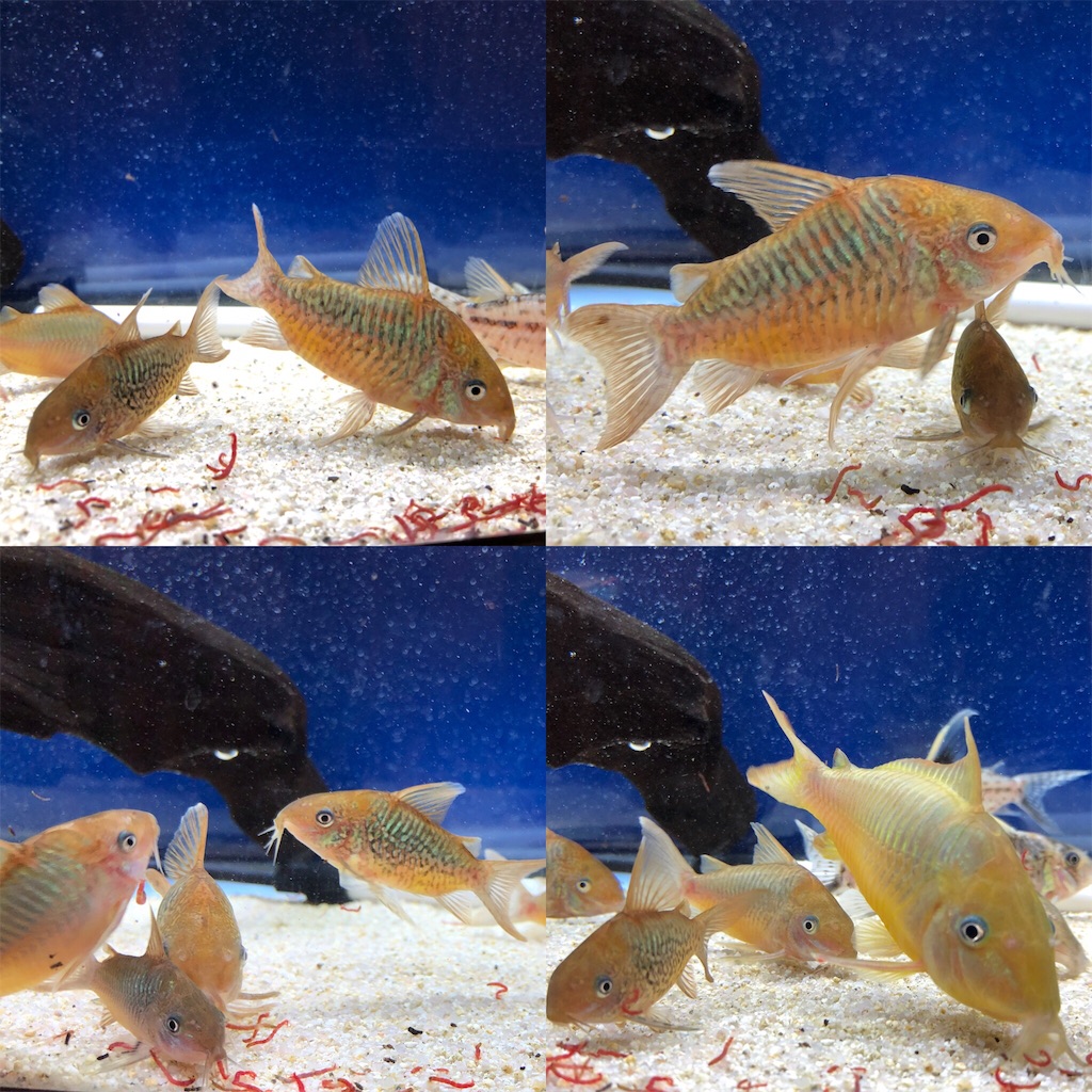 f:id:akanono:20171127074206j:image