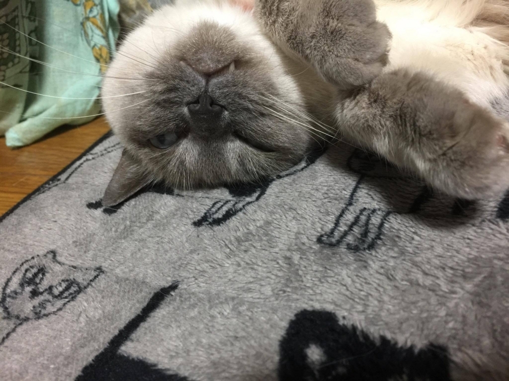 f:id:akanuma-hiroaki:20171030074135j:plain:w450 f:id:akanuma-hiroaki:20171030074135j:plain:w450