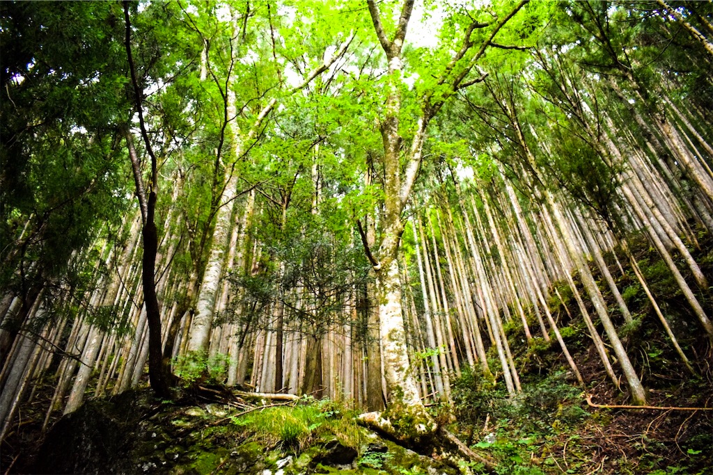 f:id:akanyatsuyan:20181005165558j:image f:id:akanyatsuyan:20181005165558j:image