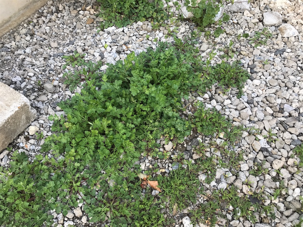 f:id:akaoniaooni:20170414150123j:image f:id:akaoniaooni:20170414150123j:image