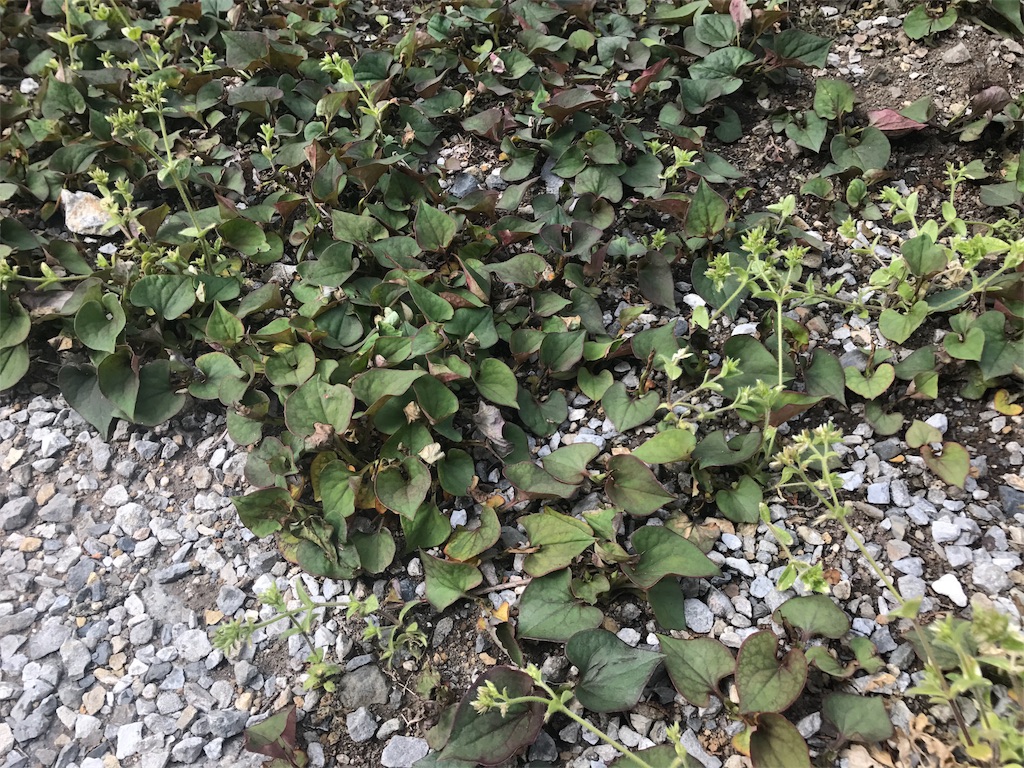 春の除草を簡単にする方法から一週間 赤鬼と青鬼 春の除草を簡単にする方法から一週間 赤鬼と青鬼